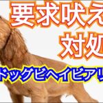 要求吠えを治す方法の解説 ：DOGGY STATION 解説編/犬のしつけ・問題行動・犬の心理学・犬の行動学・ドッグビヘイビアリスト