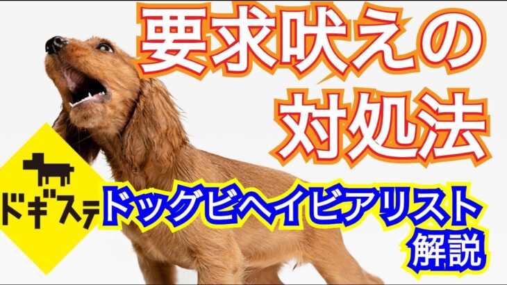 要求吠えを治す方法の解説 ：DOGGY STATION 解説編/犬のしつけ・問題行動・犬の心理学・犬の行動学・ドッグビヘイビアリスト