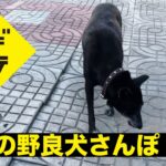 タイの野良犬さんぽ ００１ /タイ王国 ターク県リムピン市場の黒犬：DOGGY STATION /犬のしつけ・問題行動・犬の心理学・犬の行動学・ドッグビヘイビアリスト