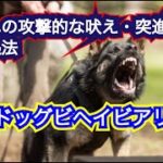 他人や他犬に対して攻撃的・突進し吠える，噛むなどの攻撃関連行動の行動療法について解説：DOGGY STATION Vol.＊＊＊/犬のしつけ・問題行動・犬の心理学・犬の行動学・ドッグビヘイビアリスト