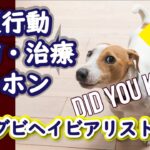 犬の問題行動を予防・治療するために知っておくべき基本てきなこと ：DOGGY STATION Vol.＊＊＊/犬のしつけ・問題行動・犬の心理学・犬の行動学・ドッグビヘイビアリスト