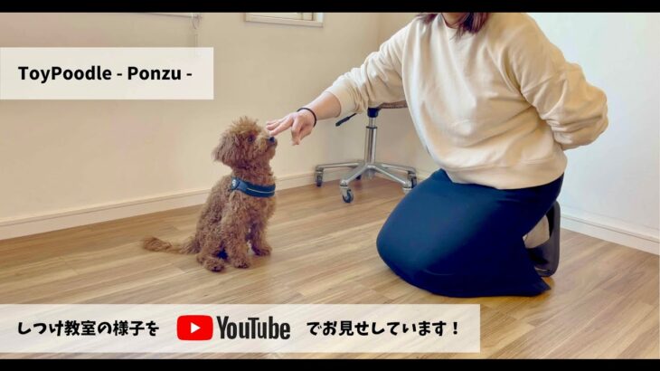 ［飼い主さんが学ぶしつけ教室］Day 1 – Ponzu –