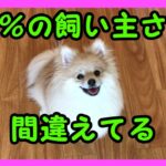 愛犬にしてはいけない【間違ったご飯のしつけ】やりがちなダメな行動と理想的な与え方とは？【私は犬が好き I love Dogs】