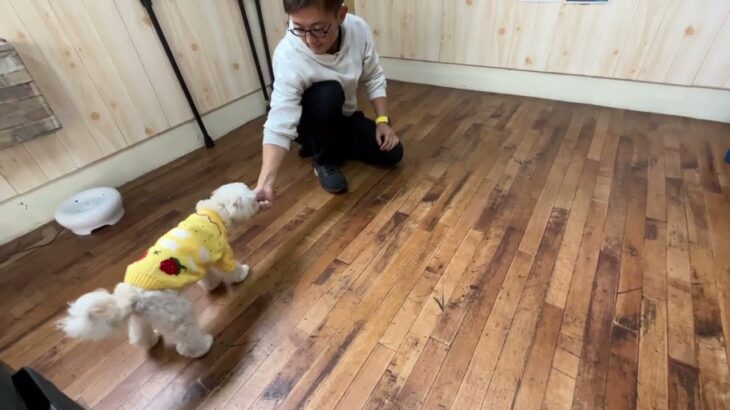 MIX犬の”うゆちゃん”と手に”タッチ”に挑戦！