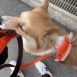 MIX犬の”ルイちゃん”と散歩トレーニング！