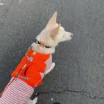 MIX犬の”リズちゃん”と散歩トレーニング！