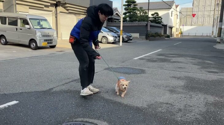 MIX犬の”エールくん”と散歩トレーニング！