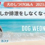 犬のしつけQ&A　外でしか排泄しなくなった