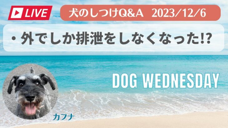 犬のしつけQ&A　外でしか排泄しなくなった