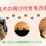 大型犬の飛び付きを改善   SD 480p