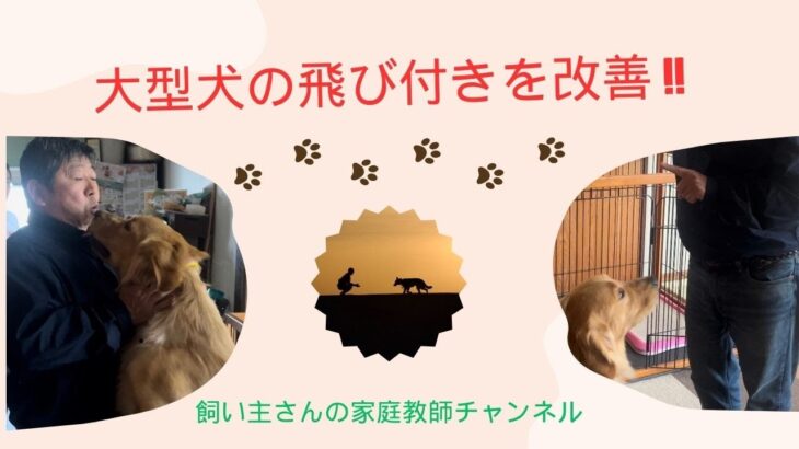 大型犬の飛び付きを改善   SD 480p