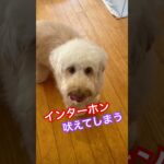 【説明欄みて】愛犬がインターホンに吠えてしまう時には、、、 #犬のしつけ #dog #ドッグトレーニング