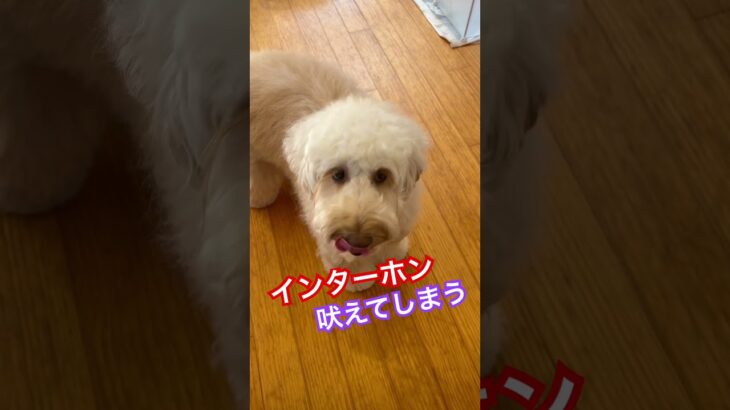 【説明欄みて】愛犬がインターホンに吠えてしまう時には、、、 #犬のしつけ #dog #ドッグトレーニング