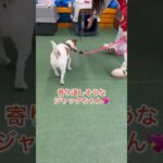 千差万別のハウストレーニング風景！#犬 #留守番 #dog