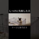 【衝撃映像】しつけに失敗した犬　#パグ #犬のいる暮らし #dog #犬 #ペット#しつけ