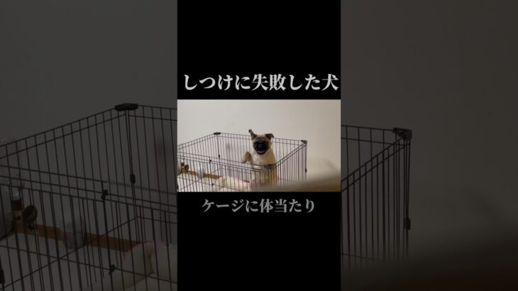 【衝撃映像】しつけに失敗した犬　#パグ #犬のいる暮らし #dog #犬 #ペット#しつけ