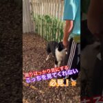 ※説明欄見てね！【新入生　しつけ】周りを見ずに飼い主に注目させる練習 #犬のしつけ #ドッグトレーニング #dog