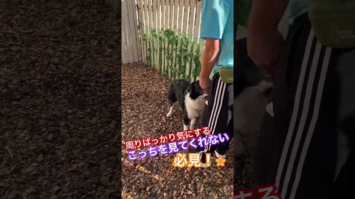 ※説明欄見てね！【新入生　しつけ】周りを見ずに飼い主に注目させる練習 #犬のしつけ #ドッグトレーニング #dog