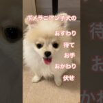 【猿期ポメラニアンのしつけ】#犬#ポメラニアン#ポメラニアン子犬#かわいい犬#おすわり#待て#動物#ペット #dog#お手#おかわり#伏せ  #pomeranian#pomeranianpuppy