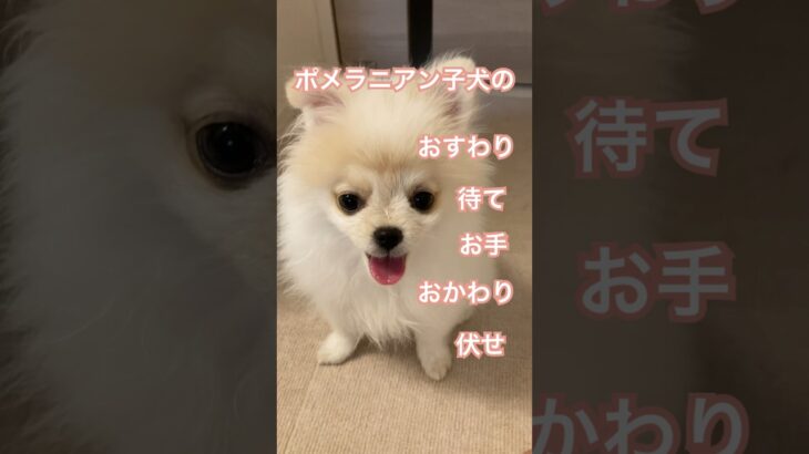 【猿期ポメラニアンのしつけ】#犬#ポメラニアン#ポメラニアン子犬#かわいい犬#おすわり#待て#動物#ペット #dog#お手#おかわり#伏せ  #pomeranian#pomeranianpuppy