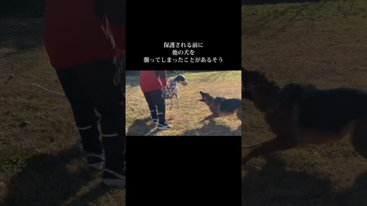 どんな子でも諦めなければ大丈夫。#doglibre #犬のしつけ #ドッグトレーニング #保護犬