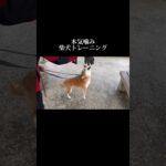 結果よりも過程が大切 #doglibre #ドッグトレーニング #犬のしつけ