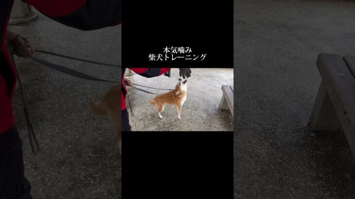結果よりも過程が大切 #doglibre #ドッグトレーニング #犬のしつけ