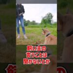 【犬 質問】わんちゃんって人間をどう認識しているの？ #dogshorts #犬のいる暮らし