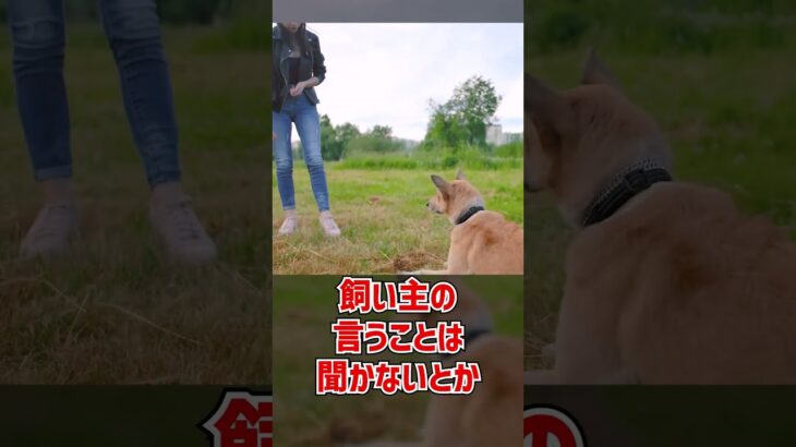 【犬 質問】わんちゃんって人間をどう認識しているの？ #dogshorts #犬のいる暮らし