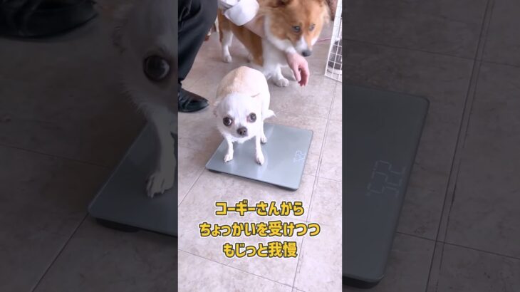 呼ばれたチワワさんがじっと体重測定！　#チワワ #犬のいる暮らし #dogshorts