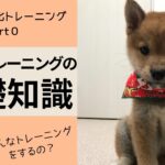 【柴犬花音の社会化トレーニングpart0】犬の社会化トレーニング基礎知識