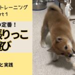 【柴犬花音と学ぶ行動トレーニングpart2】犬といえば引っ張りっこ遊び！遊びでも大事なルールとは？