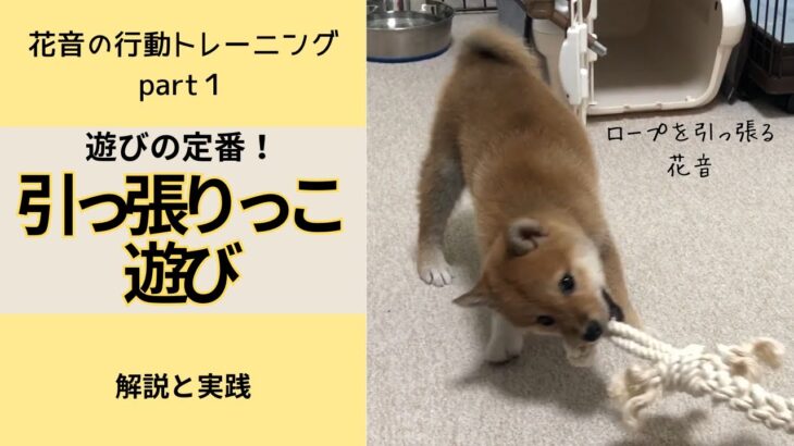 【柴犬花音と学ぶ行動トレーニングpart2】犬といえば引っ張りっこ遊び！遊びでも大事なルールとは？