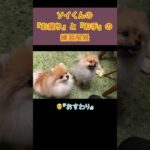 お利口さんになってます🥰　#pomeranian #ポメラニアン #小型犬 #癒し #きなこ #ソイ #कुत्ता #पोमेरेनियन #しつけ