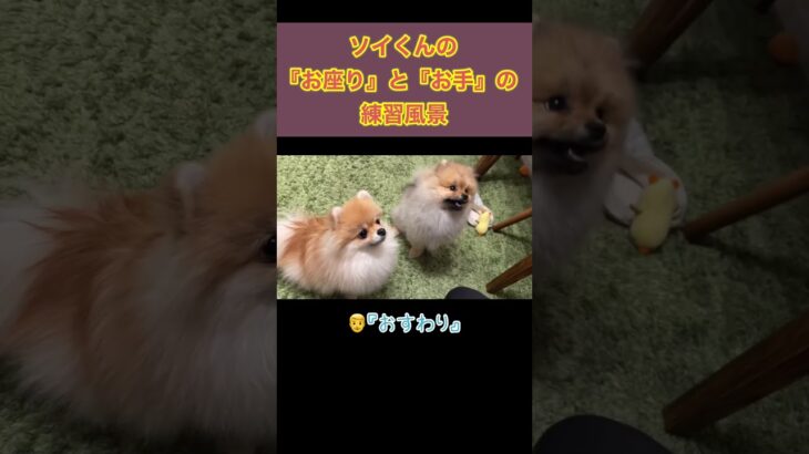 お利口さんになってます🥰　#pomeranian #ポメラニアン #小型犬 #癒し #きなこ #ソイ #कुत्ता #पोमेरेनियन #しつけ