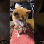 しつけの基本、柴犬のおすわり#しばいぬ#柴犬のいる暮らし#犬のいる暮らし#いぬすたぐらむ#いぬのきもち#shibainu#shorts