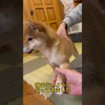 柴犬すずちゃんの、しつけ　噛みつきや行動範囲#柴犬 #すず #しつけ #かみつき #行動範囲#柴犬可愛い #柴犬のいる暮らし # #shibaken