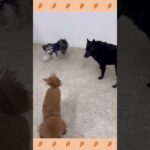 犬のようちえん・ほいくえん・お泊りトレーニング　バック　#子犬しつけ  #しつけ教室 　#ミックス犬   #マルチワワ　＃犬のしつけ#shorts #パピートレーニング