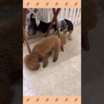 犬のようちえん・ほいくえん・お泊りトレーニング　バック　#子犬しつけ  #しつけ教室 　#ヨークシャーテリア 　＃犬のしつけ　#shorts 　#パピートレーニング