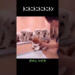 中国の犬のしつけ方が天才すぎる#犬#犬のしつけ #おすすめ #shorts