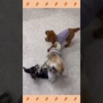 犬のようちえん・ほいくえん・お泊りトレーニング　バック　#子犬しつけ  #しつけ教室 　#ミックス犬   　＃犬のしつけ　#shorts 　#パピートレーニング