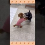 犬のようちえん・ほいくえん・お泊りトレーニング　バック　#子犬しつけ  #しつけ教室 　#トイプードル 　＃犬のしつけ#shorts #パピートレーニング