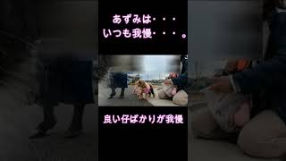 首を狙った代償はデカい！　#shorts #犬とお出かけ #犬のしつけ #犬の問題行動 #ハイエースで車中泊