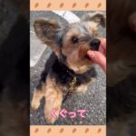 ＃犬のようちえん　＃犬のほいくえん　＃お泊りトレーニング　#子犬しつけ  #しつけ教室 　#ヨークシャーテリア　＃犬のしつけ　#shorts 　#パピートレーニング