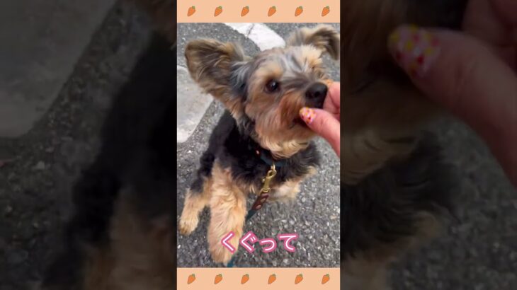 ＃犬のようちえん　＃犬のほいくえん　＃お泊りトレーニング　#子犬しつけ  #しつけ教室 　#ヨークシャーテリア　＃犬のしつけ　#shorts 　#パピートレーニング