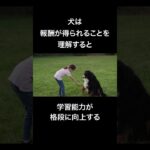 犬の「しつけ方の」雑学　#shorts #犬 #雑学 #犬の雑学