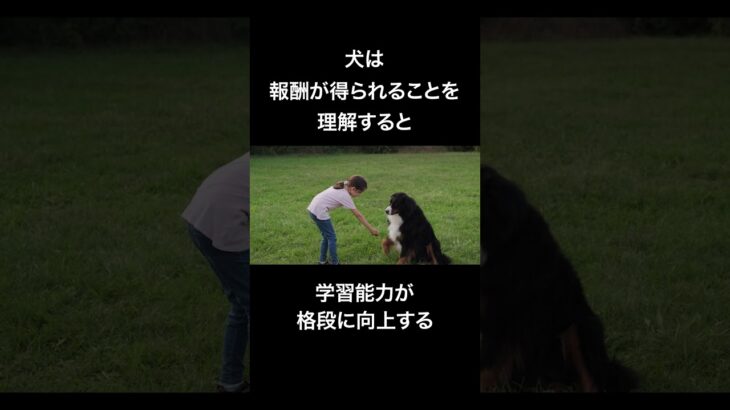 犬の「しつけ方の」雑学　#shorts #犬 #雑学 #犬の雑学