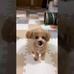 おてかわり犬 #shorts #しつけ #お手 #おかわり