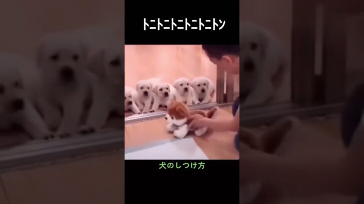 中国の犬のしつけ方が天才すぎる#犬#犬のしつけ #おすすめ #shorts