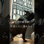 愛犬のしつけ？　「お手」教えたら、すぐできた方法はこちら　#あしゅらご #フレンチブルドッグ #フレブル #shorts 12/15